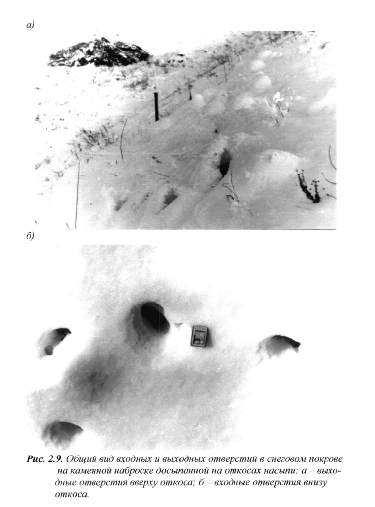 Общий вид входных отверстий в снежном покрове на скальной наброске